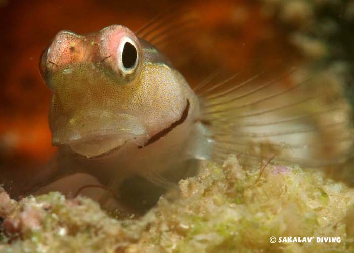 diving courses photo video in Nosy Be